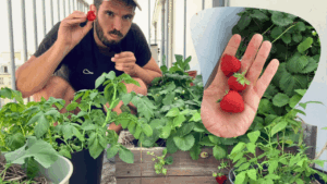 Cédric enjoying fresh strawberries growing on a balcony