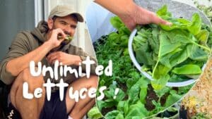 Eating a delicious salad from the balcony gardening after learning how to grow it