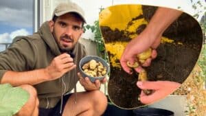 Cédric is showing the potatoes he managed to grow in a pot on its balcony garden