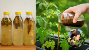 Best Organic Fertilizer for Veggies | Complete Garden Guide