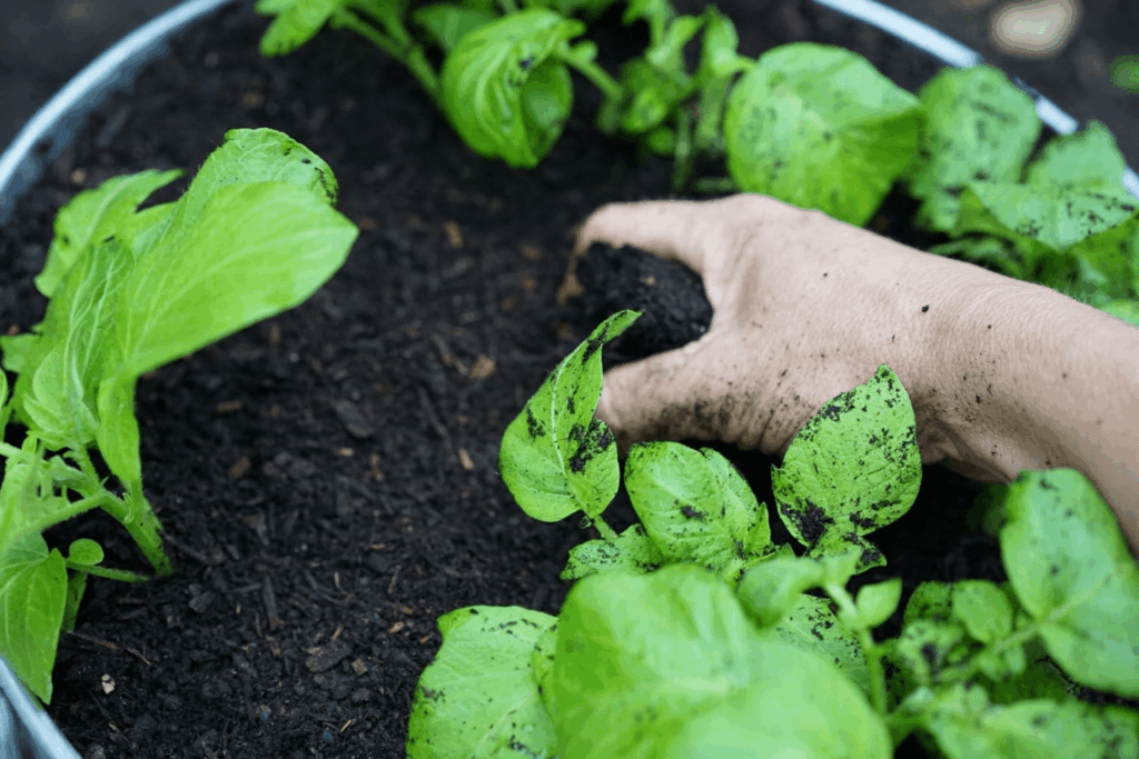 Cédric is hilling its balcony potatoes to increase tubers growing