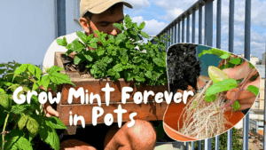 Cédric is growing fresh mint in pots on its balcony