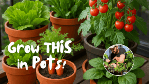 Image showing six of the most easy vegetables to grow in pots