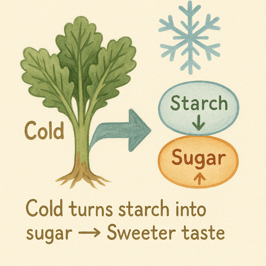 Infographic showing how cold temperatures cause kale to convert starches into sugars
