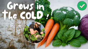Infographic showing the best vegetables to grow in cold weather