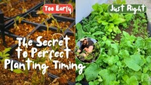 Cedric looking for the best time to start a vegetable garden