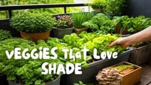 Infography showing best veggies growing in the shade