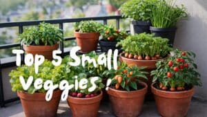 Top 5 small veggies to grow in pots or in containers