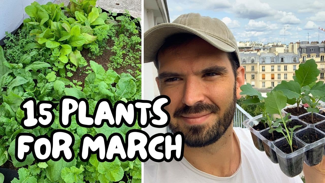 Illustration featuring a selection of the best flowers and vegetables to plant in March