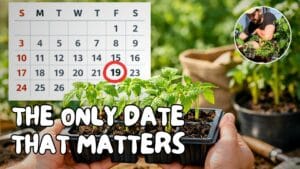 Illustration of a calendar to know when is the best time to plant tomato seeds indoors