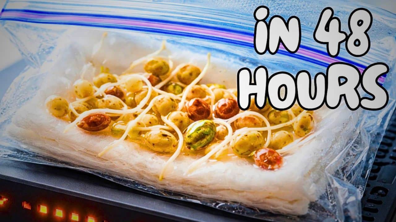 A close-up showing how to germinate seeds faster using the Ziploc bag and damp paper towel method