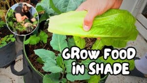 Shade-tolerant vegetables growing in containers: lettuce, spinach, mint and herbs thriving on a shaded balcony