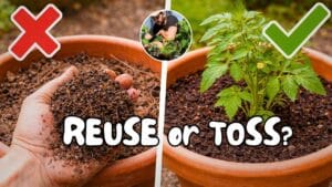 A hand holding a handful of potting soil over a garden pot — visual guide to reusing soil from pots