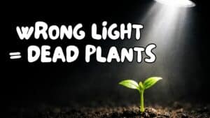 Wondering how far seedlings should be from a grow light