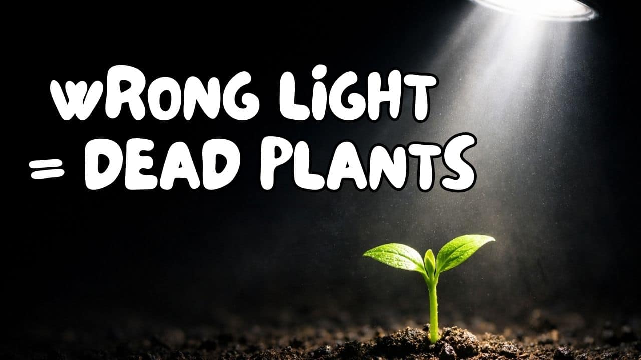 Wondering how far seedlings should be from a grow light
