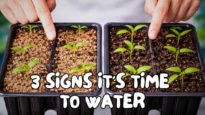 Visual showing how soil appearance helps determine how often to water seedlings