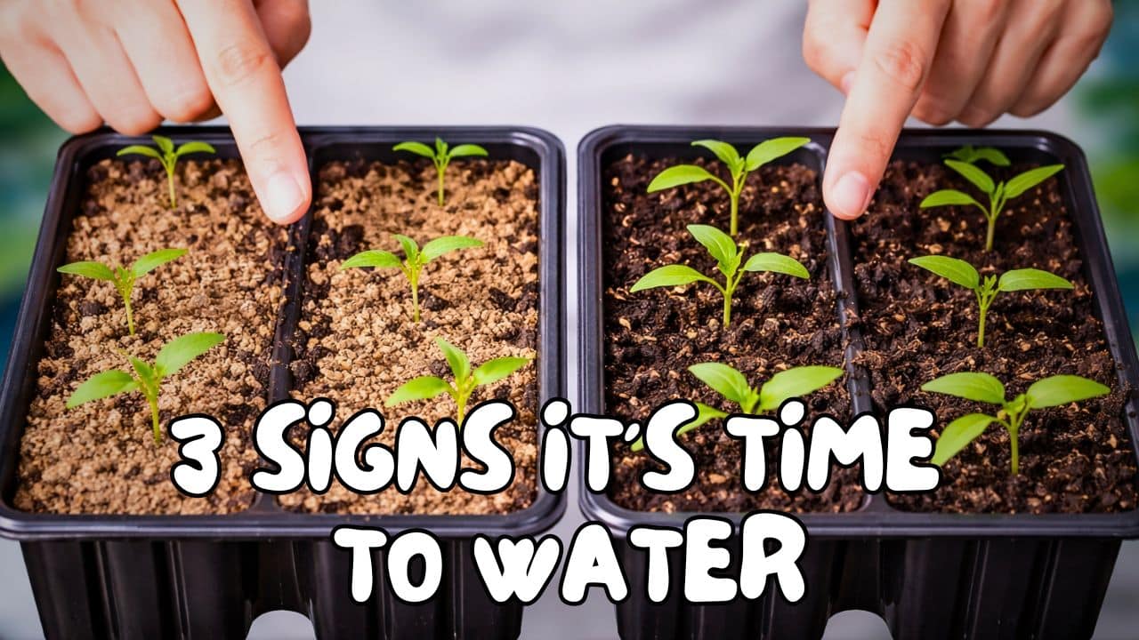 Visual showing how soil appearance helps determine how often to water seedlings