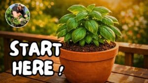 A lush green basil plant in a pot, a perfect first step in gardening for newbies.