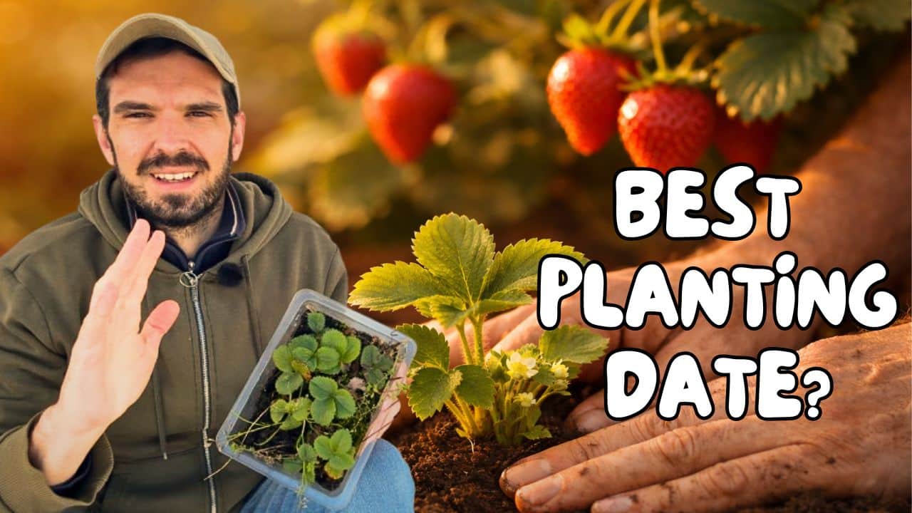 A person demonstrating when is the best time to plant strawberries in a garden