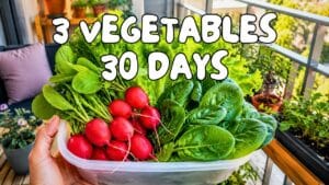 A person holding a fresh harvest of fast growing vegetables including radishes, spinach, and lettuce