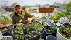 Young man tending to seedlings on a balcony during the hardening off process.