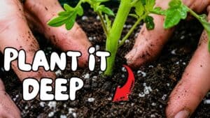 Picture showing how to grow cherry tomatoes in container by burying the stem deep into the soil to grow a strong root system