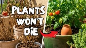How to keep plants watered while on vacation with dried plants on the left and healthy plants watered by an oya on the right.