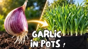How to grow garlic in pots, from a single clove to a harvest of garlic bulbs